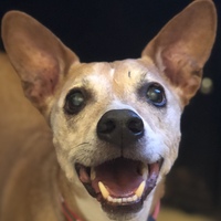 Jester