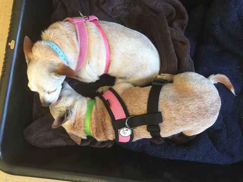 June Carter Cash & Diana Ross