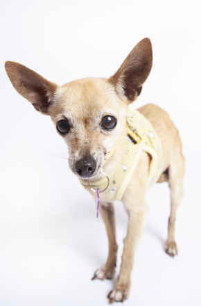 Little Miss Sunshine