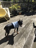 Pong