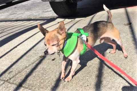 The Fantastic Mr. Fox