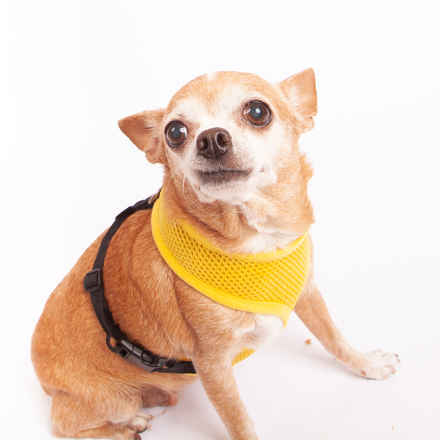 Peanut Butter & Jelly