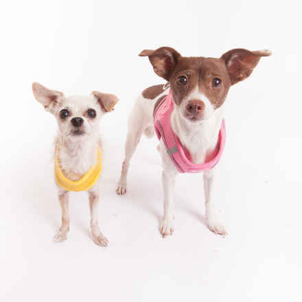 Ravioli & Side Salad