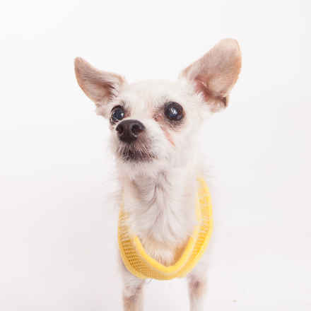 Ravioli & Side Salad