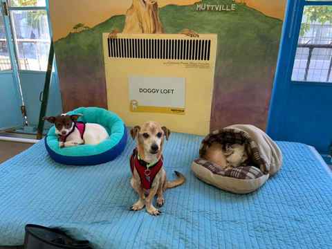 Ravioli & Side Salad