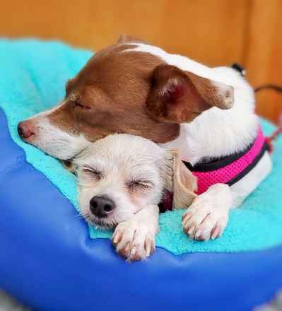 Ravioli & Side Salad