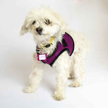 Indigo Curls & Lolita