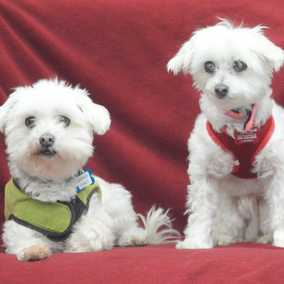 Indigo Curls & Lolita