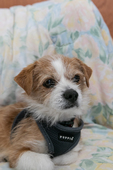 Alf