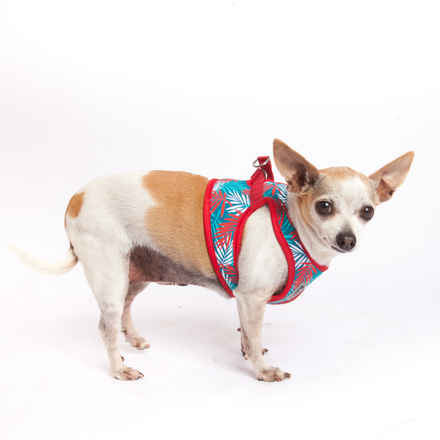 Pepperoncini & Mirasol