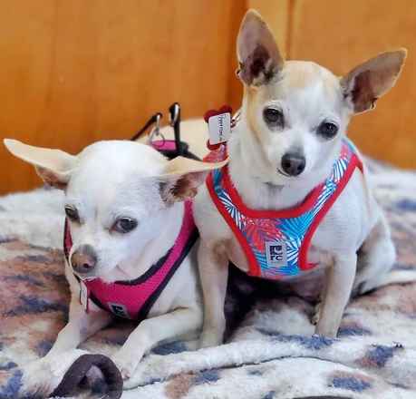 Pepperoncini & Mirasol