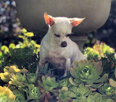 Pepperoncini & Mirasol