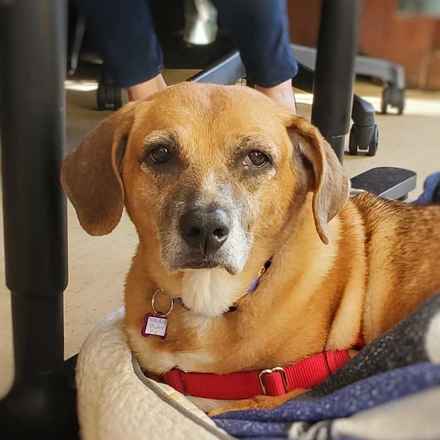 Nella Bella Puddin Pie