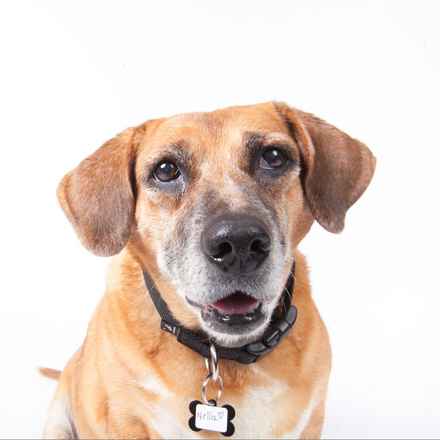 Nella Bella Puddin Pie