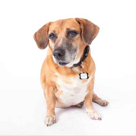 Nella Bella Puddin Pie