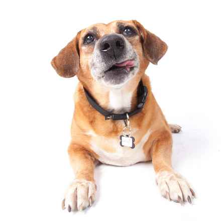 Nella Bella Puddin Pie