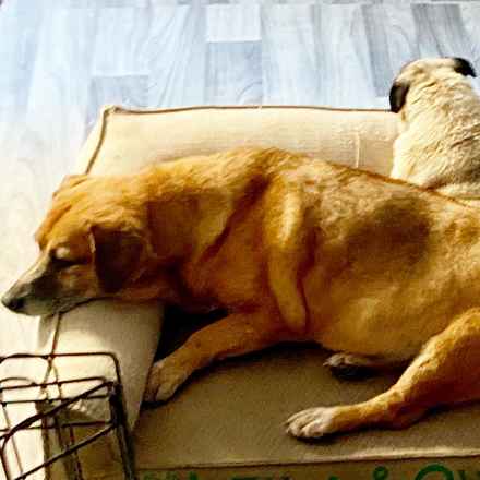 Nella Bella Puddin Pie