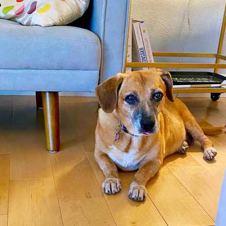 Nella Bella Puddin Pie