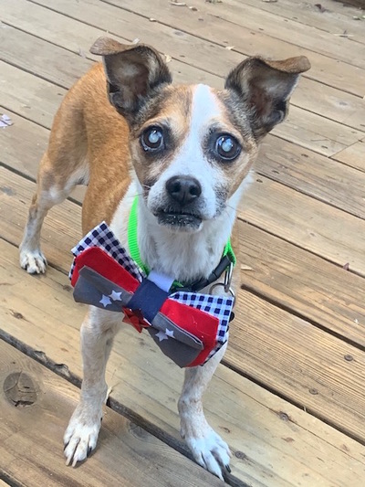 Poochie Muttville