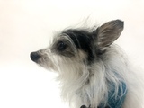 Thaddeus