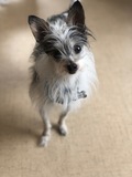 Thaddeus