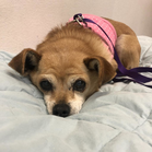 Nilla