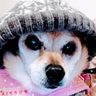 Nilla