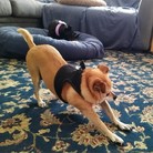 Nilla