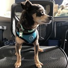 Alfalfa