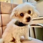 Mr. Buttons