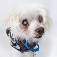 Mr. Buttons