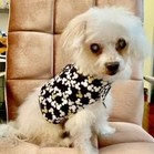 Mr. Buttons