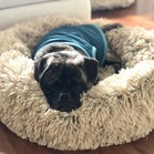 Wilbur