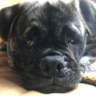Wilbur