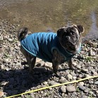 Wilbur
