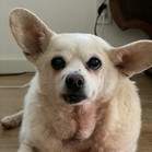 Jimmy Kibble