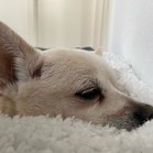Jimmy Kibble
