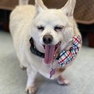 Jimmy Kibble