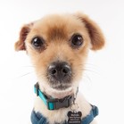 Tim