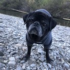 Pumba Gomez