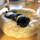 Pumba Gomez