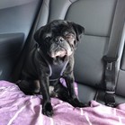 Pumba Gomez