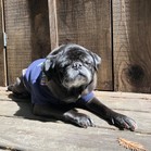 Pumba Gomez