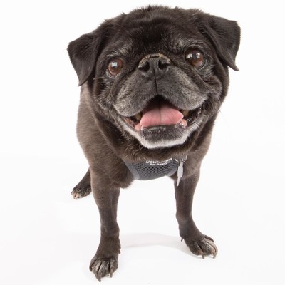 Pumba Gomez
