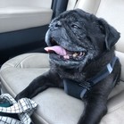 Pumba Gomez