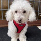 Gussie (also known as Lily)