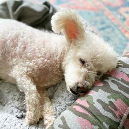 Gussie (also known as Lily)