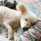 Gussie (also known as Lily)