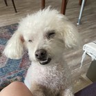 Gussie (also known as Lily)