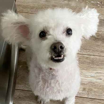 Gussie (also known as Lily)